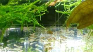 Albino Corydoras Fry 3 Days After Hatching [upl. by Sobmalarah]