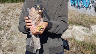 Rescate de la halcona peregrina Pilar Palencia capital [upl. by Christean]