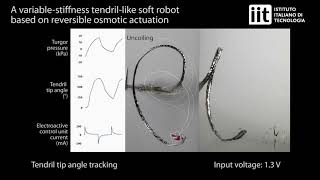 Tendrillike soft robot based on reversible osmotic actuation [upl. by Lyrehc679]