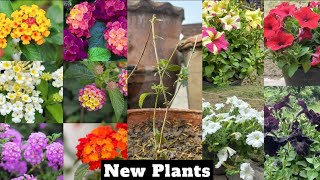 How to Grow Lantana Plant  Summer Flowers  Lantana Plant Care [upl. by Adala]