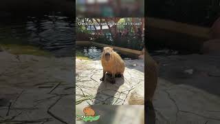 Enjoy a capybaras shaking time cute capybara [upl. by Leunamme769]