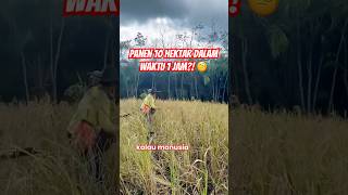 Panen 10 hektar 1 jam Pertanian CombineHarvester FYP fypシ Trend Fypage Viral Petani Padi [upl. by Chap158]