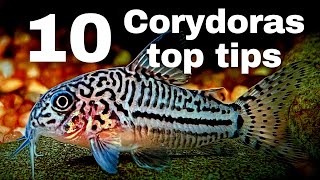 Top 10 beginner tips for keeping Corydoras catfish [upl. by Areik]