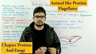 Animal Like Protists Protozoa  Flagellates  Chapter Protista and Fungi [upl. by Karel]