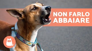 10 CONSIGLI per NON far ABBAIARE molto il CANE🐶🔊❌ [upl. by Cinderella]