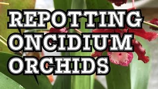 ONCIDIUM ORCHID CARE HOW TO REPOT ONCIDIUM SHARRY BABY AND SIMILAR ORCHIDS [upl. by Raual]