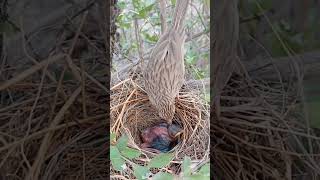 Babbler in the WildAsianBabbler Nature shorts [upl. by Cowles]