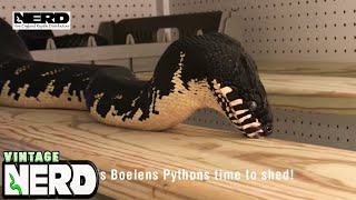 It’s this Boelens Pythons time to shed [upl. by Dranik74]