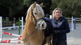 Haflinger überzeugen ist nicht so einfach  So lernt der hübsche Blonde [upl. by Rainger711]