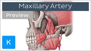 Maxillary Artery Anatomy Overview preview  Human Anatomy  Kenhub [upl. by Ardrey899]