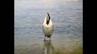 Knob billed Duck East Khawr Oman Nov 2024 [upl. by Nazay]