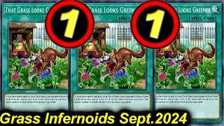 【EDOPRO】GRASS TO 1 GRASS INFERNOID DECK POST TCG BANLIST SEPT2024 [upl. by Asetal860]