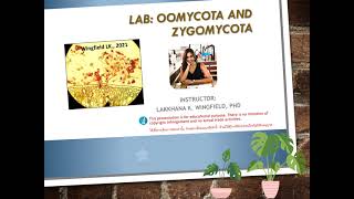 Mycology Lab Practical 8 Oomycota and Zygomycota [upl. by Natehc]