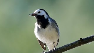 Ballerina bianca  White wagtail Motacilla alba [upl. by Domella]