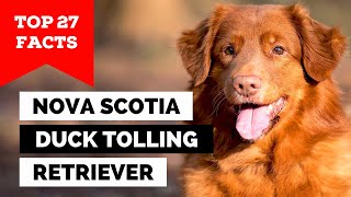 99 of Nova Scotia Duck Tolling Retriever Owners Dont Know This [upl. by Erasme951]