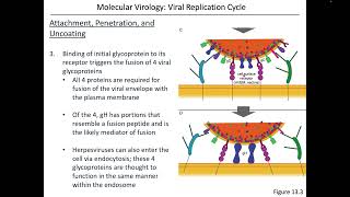 Virology Chapter 13 Part 2 [upl. by Rheingold]