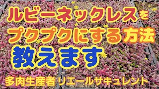 【多肉植物】【ガーデニング】ルビーネックレスをぷくぷく可愛くする方法🎶教えます～🎵2023年11月6日 [upl. by Laraine]