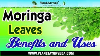 Moringa Leaves Moringa oleifera  Benefits amp Uses  Drumstick Leaves [upl. by Kwabena]