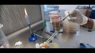 Urease Test  Microbiology  urease bacteria biochemical [upl. by Diann]