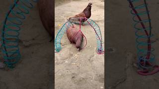 Create amazing bird trap pigeon  Creativity quick pigeon trap [upl. by Ros62]