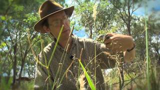 The Eastern Blue Tongue lizard  with Dr Dave [upl. by Buyse]