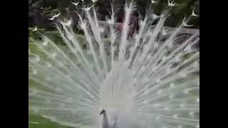 The most beautiful white peacock opening feathers [upl. by Cockburn192]