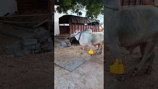 D G R bulls శివ మాన్స్టర్ongole bulls subscribe 🔔 my channel midhun ongole bulls [upl. by Ettenim920]