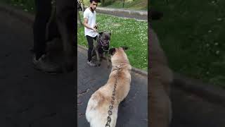 Cane corso VS kangal [upl. by Ffej277]