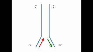 Steps of DNA Replication [upl. by Noed397]