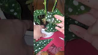 1⃣ Begonia propagation from the stem [upl. by Ahtelahs]