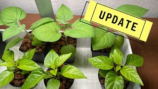 UPDATE Physalis Habanero Lila Luzi Jungpflanzen  mein Ökosystem [upl. by Aratas]