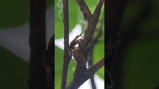 Beautiful Orb Weaver spider chillin at mulberry plant [upl. by Nylkaj]