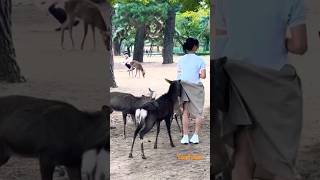 スカートめくりが得意ない鹿🫎奈良公園 [upl. by Loretta]