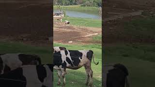 Cow is cryingcow farm trending walkingaround [upl. by Noyek]