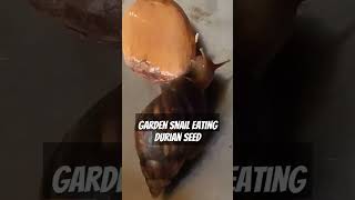 Eating durian seed snail asmr garden snail countryside philippines ytshorts [upl. by Adnole]