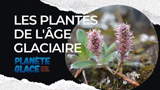 Adaptations des plantes au froid  de lâge glaciaire à la toundra arctique [upl. by Andert]