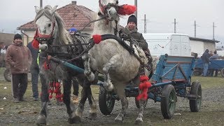 Targ de cai Gilau Cluj 5 ian 2018 [upl. by Oremar504]