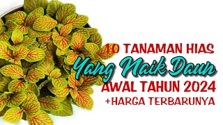 10 Tanaman Hias Yang Naik Daun di Awal Tahun 2024 [upl. by Ynnavoeg]