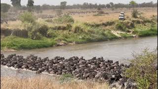 Serengeti National Park  The Great Wildebeest Migration 2021 [upl. by Zeiger]