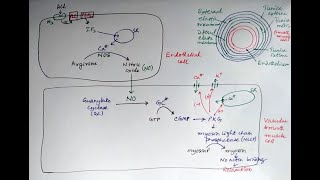 Mechanism of vasodilation by acetylcholine pharmacology [upl. by Daphna]