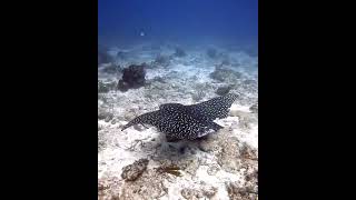 Tailless Eagle Ray [upl. by Brandenburg878]