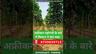 भारत के किसानों की पहली पसंद अफ्रीकन महोगनी का पौधा mahoganywood agriculture tree farmingplant [upl. by Ailev]