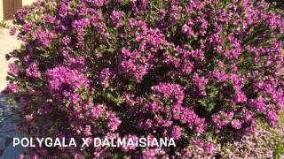 Polygala x dalmaisiana Garden Center online Costa Brava  Girona [upl. by Eintrok]