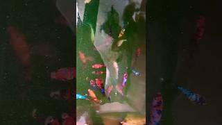 GALAXY CANDY FEMALE PLAKAT BETTA 200 RS FOR ORDER WHAP 6291449894 shorts [upl. by Henry]