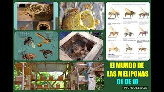 Como es la MELIPONICULTURA y que son las Meliponas 🎥 CAP N1 👉 Opotunidad para paises calidos 🐝🐝 [upl. by Gimpel677]