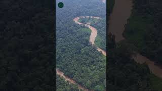 Uncover the Mysteries of the Amazon River The Ultimate Jungle Adventure shorts [upl. by Ferdinanda833]