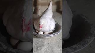 White Aseel Hen Hatching Eggs  Hen Harvesting Eggs To chicks shorts [upl. by Tedmund]