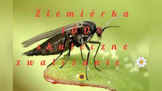 114 Najlepszy sposób na ziemiórki o 100 skuteczności działania 🪰💣💀 Koniec walki z ziemiórkami [upl. by Irma260]