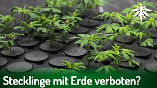 Stecklinge mit Erde verboten  DHVNews  425 [upl. by Fitting]