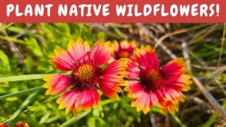 Native Blanket Flower adorns east coast dunes and the southwest in vivid color [upl. by Ku689]